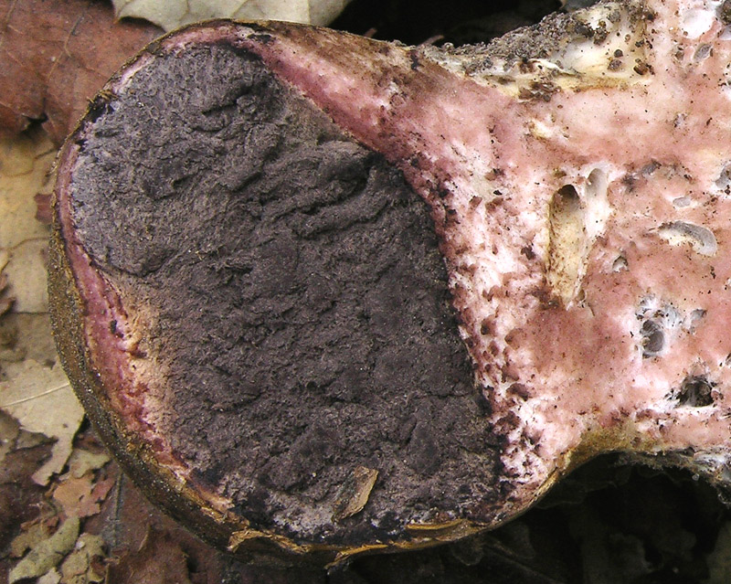 Scleroderma da determinare.